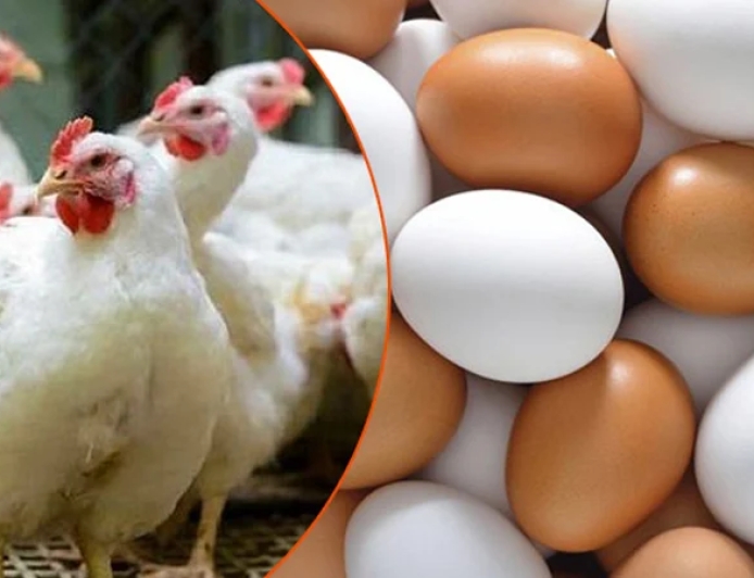 ডিম ও মুরগির বাজার নিয়ে যে দাবিব্যবসায়ীদের