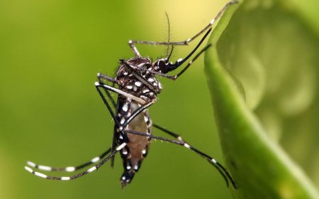 ডেঙ্গুতে মৃত্যু বাড়ছে, হাসপাতালে ৮৬৫ জন