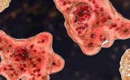 বিশ্বজুড়ে ছড়াচ্ছে  মস্তিষ্ক-খেকো অ্যামিবা প্রাদুর্ভাব মারাত্মক