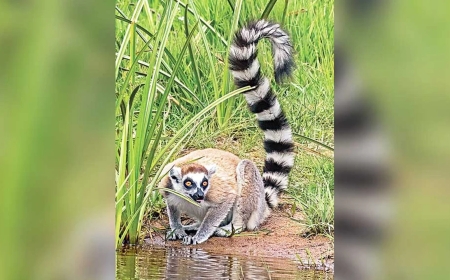 গাজীপুর সাফারি পার্কের চুরি যাওয়া লেমুর ভারতে উদ্ধার: ৪৮ লাখ রুপিতে বিক্রি, ফিরিয়ে আনতে জটিলতা