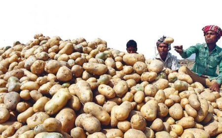 হিমাগারে আলু সংরক্ষণের ভাড়া কমাল সরকার