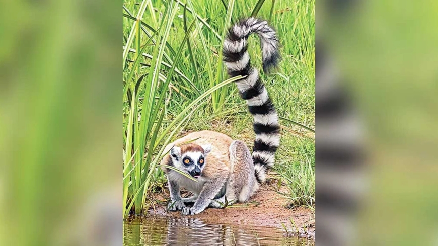 গাজীপুর সাফারি পার্কের চুরি যাওয়া লেমুর ভারতে উদ্ধার: ৪৮ লাখ রুপিতে বিক্রি, ফিরিয়ে আনতে জটিলতা