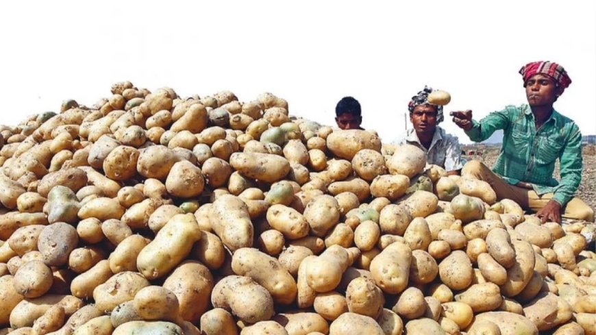 হিমাগারে আলু সংরক্ষণের ভাড়া কমাল সরকার